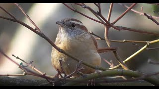 春のかわいい鳥たちの歌声に癒されます　Birds&#39; Songs in early spring in Georgia