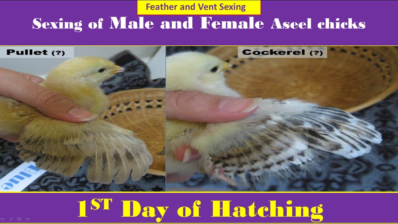 How To Differentiate Between Male And Female Chick After Hatching Sexing Of Chicks In Poultry 