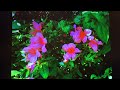 天上の花 多岐川舞子