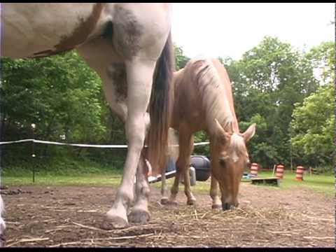 Daily Care of a Horse