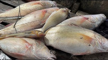 Hành Trình Săn Cá Sủ Đầy May Mắn Khi Quét Một Dạo Lưới Nước Lò Mặn Trúng Mánh | Cù Lao Dung Vlogs