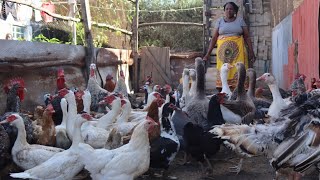 I am a Simple Millionaire by Turkey, Guinea Fowl, Duck and Chicken Farming | My Success Story