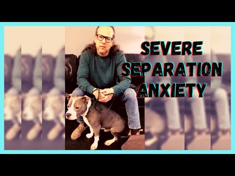 severe-separation-anxiety-dog-|-solid-k9-training