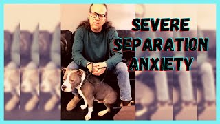 Severe Separation Anxiety Dog | Solid K9 Training