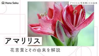 アマリリスの花言葉と由来 種類 色別 英語名の花言葉も紹介 Hanasaku