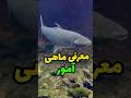 معرفی ماهی آمور آموزش ماهیگیری   ماهیگیری با قلاب کمپینگ  کپور آمور