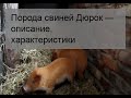 Порода свиней Дюрок — описание, характеристики