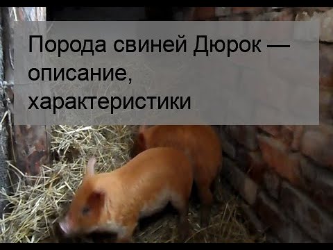 Свинья Дюрок Характеристика Фото