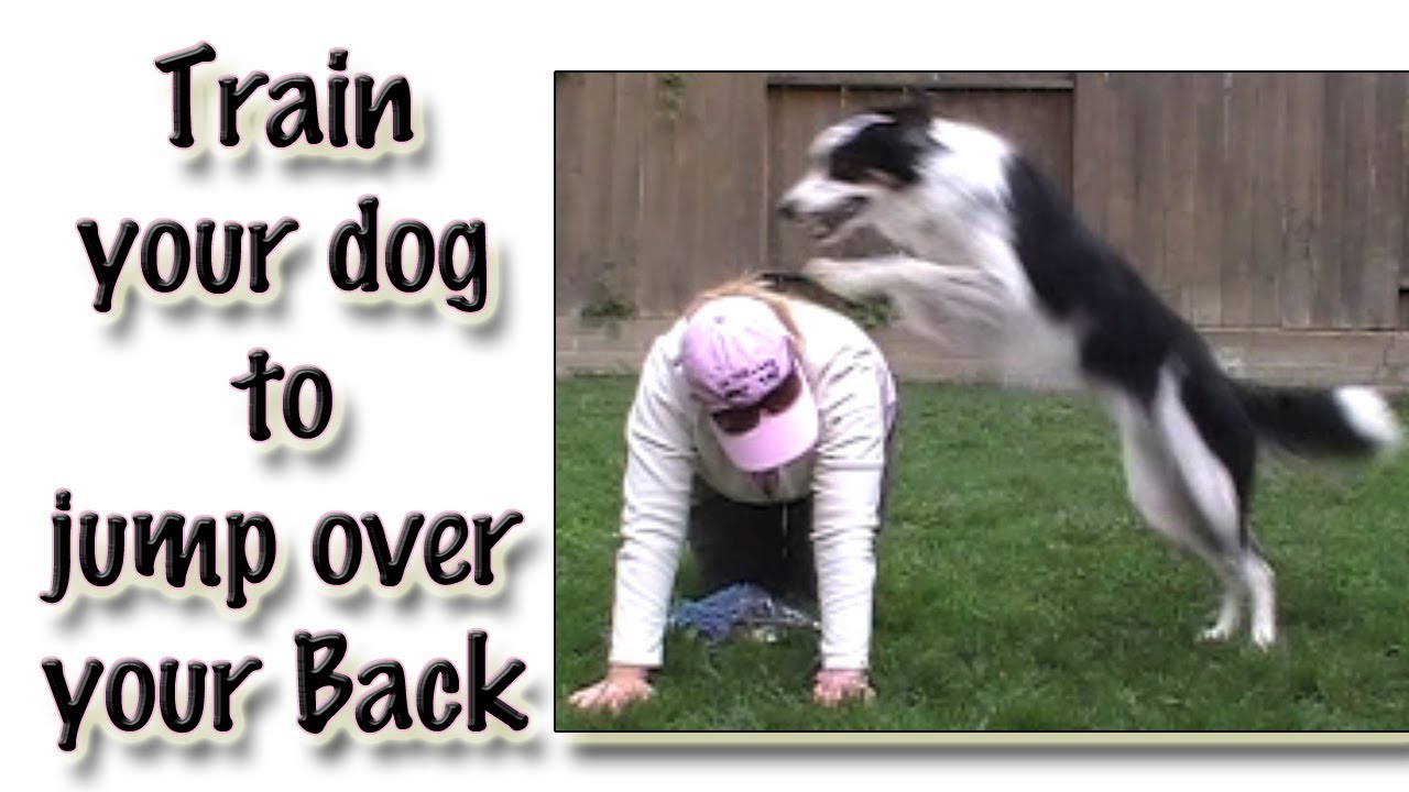 How to Get Your Dog to Jump Poles photo How to Get Your Dog to Jump Poles pictures