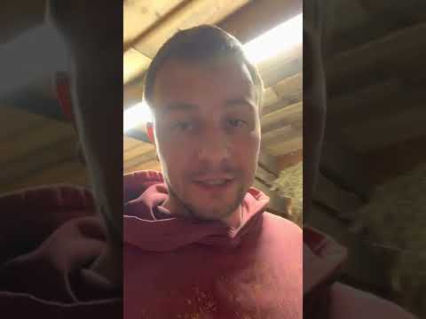 КФС #куроводство #куры