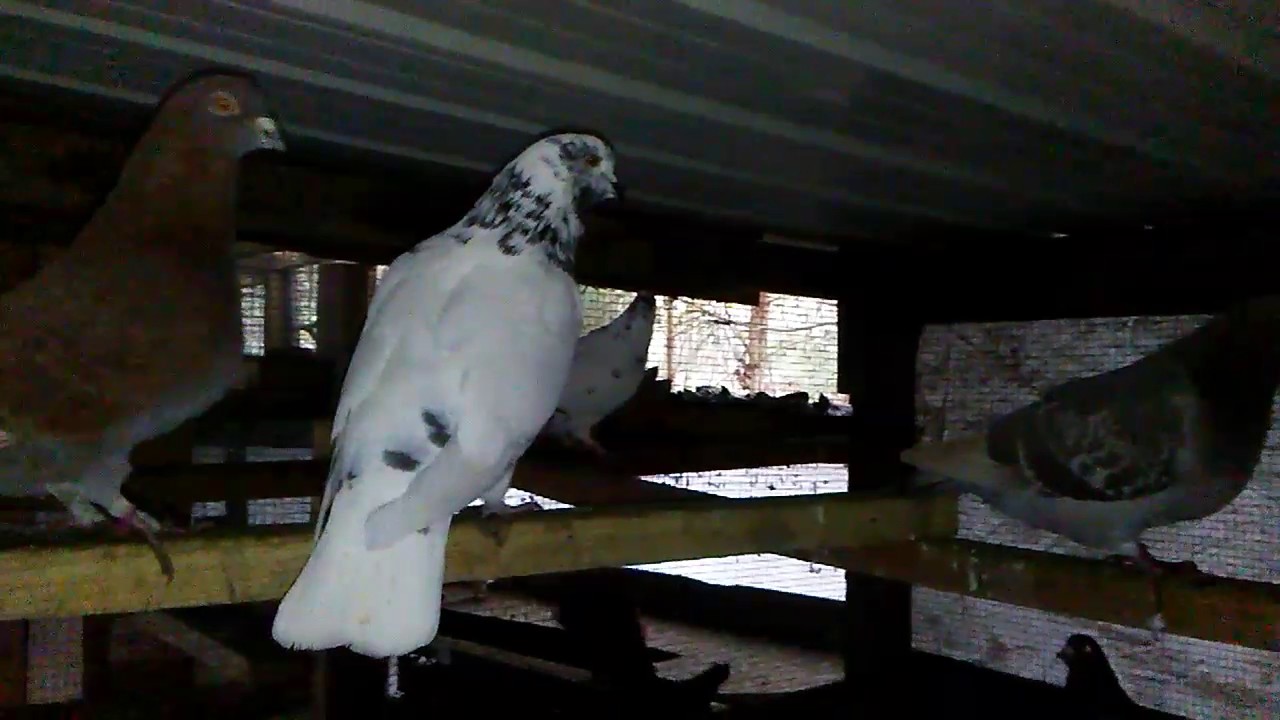 Pigeons (giant runts) YouTube