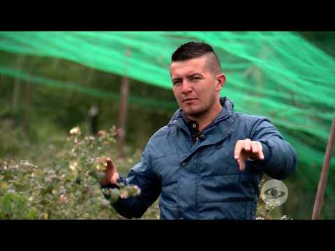 Video: Zona 3 Plantas de arándanos - Cómo encontrar arándanos para climas fríos