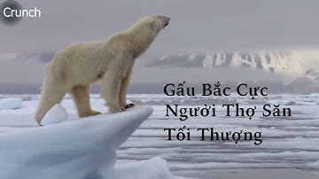 Gấu Bắc Cực: Vị Vua Cô Đơn Của Lãnh Nguyên Băng Giá