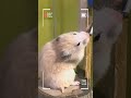 My Smart Hamster!#cute #hamsterkombat #hamster #viral #shorts #shortvideo #hamsters