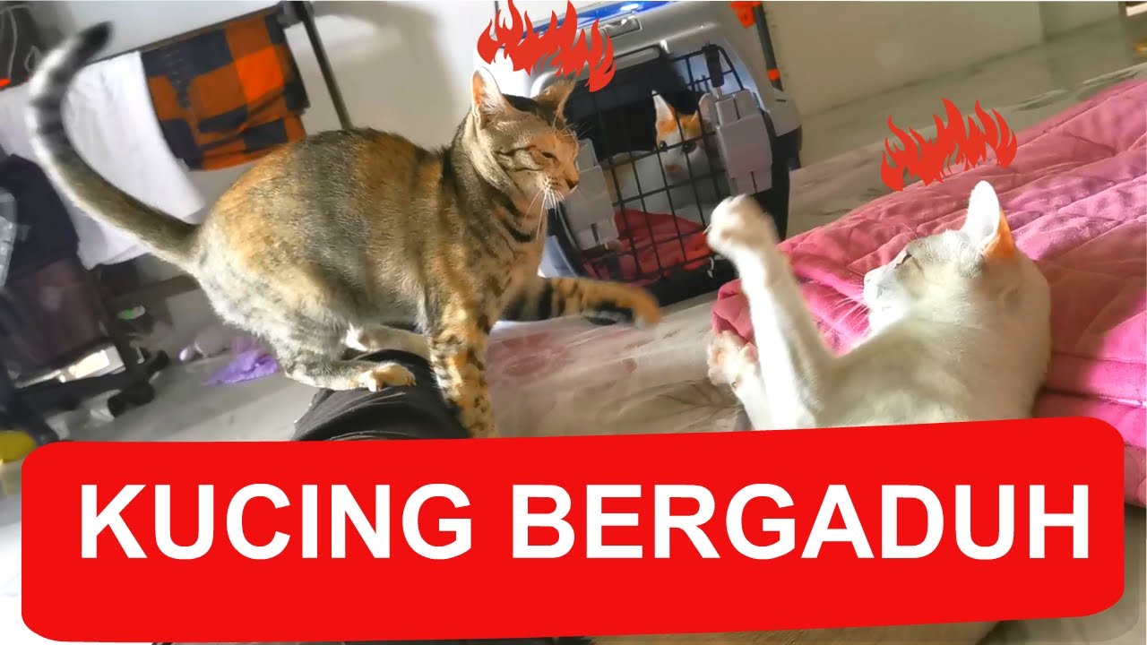 Pergolakan Rumah Tangga Kucing YouTube Pergolakan Rumah Tangga Kucing YouTube