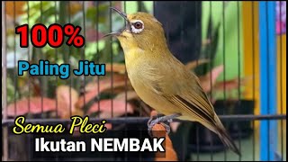 Download Lagu Tak Nunggu Lama Sekali Pancing Ampuh 100% ikut Bunyi, Pancingan burung pleci Gacor fighter Ngalas. MP3