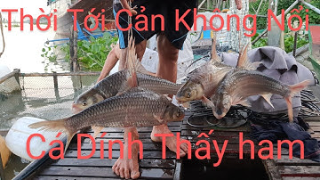 Bầy Cá Cốc Đã Sa Vào Lưới Ngư Dân Sông Tiền Kiếm Tiền Triệu Mỗi Đêm | drop nets to earn millions