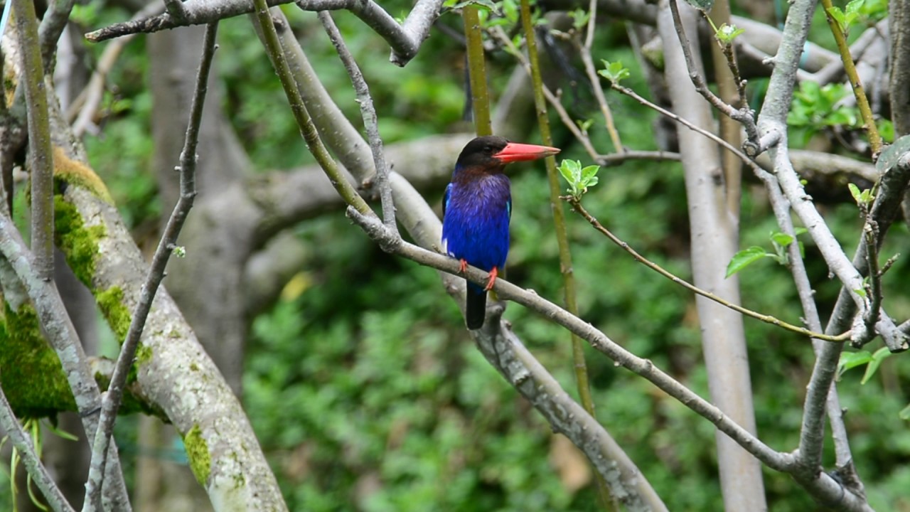 Javan Kingfisher 