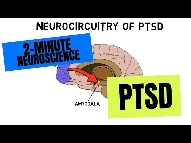 2-Minute Neuroscience: PTSD class=