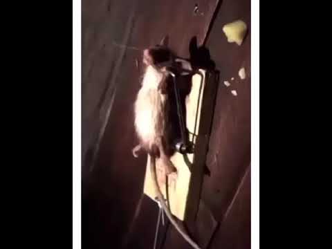 الفأر عمل فورمه و انت لسه