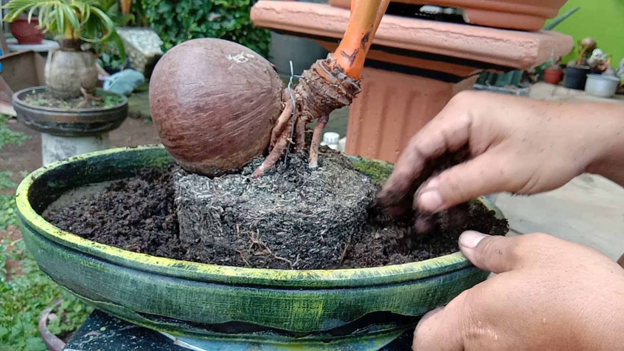 Rahasia potong akar bonsai  kelapa  YouTube