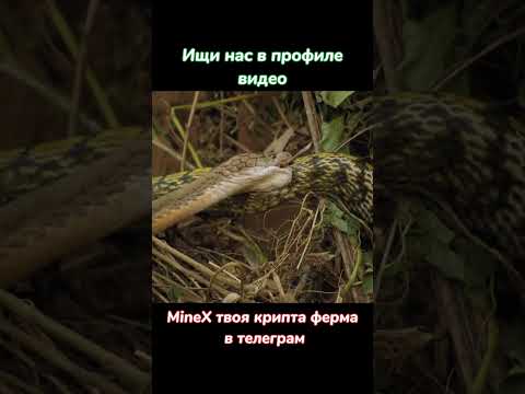 Пожиратель змей #nationalgeographic #животные #snake #shorts #top #top10 #вмиреживотных #кино