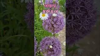 🍀이미자🍀꽃한송이🍀옛가요옛노래🍀전통인기가요