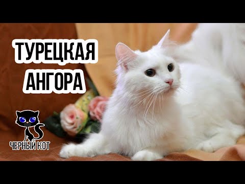 ✔ Турецкая ангора - редкая кошка древнейшего происхождения