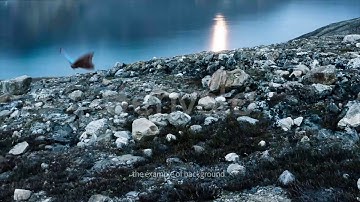 Butterfly Blue Morpho 3 | Motion Graphics - Videohive template