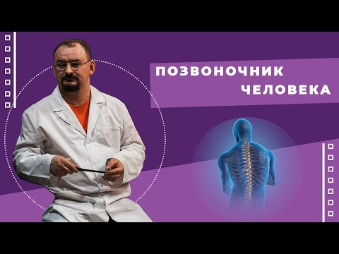 Позвоночник человека - его строение и функции