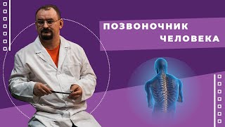 Позвоночник человека - его строение и функции