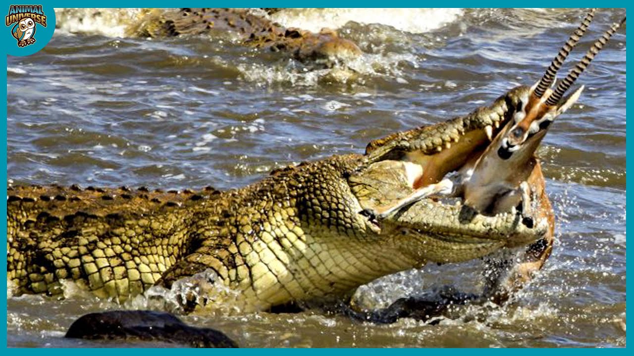 Зверь поедающий своих собратьев. Нильский крокодил охота. Гребнистый крокодил. Австралийский гребнистый крокодил. Гребнистый крокодил охотится.