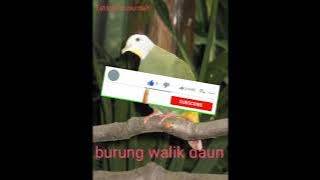 Pikat suara burung walik daun dan peregam👍👍👍
