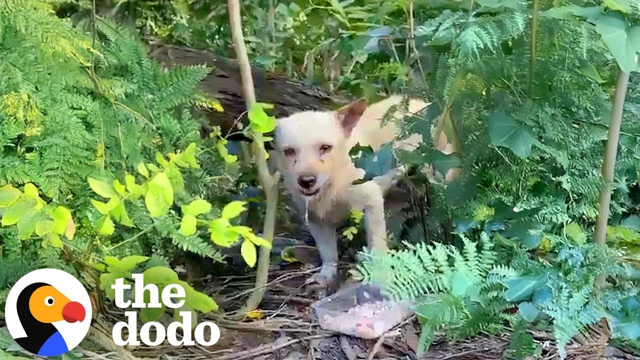 Little Dog Who Was Abandoned In The Woods Is Full Of Joy Now | The Dodo ...