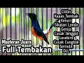 MASTERAN MURAI BATU FULL ISIAN TEMBAKAN CILILIN KENARI SIKATAN LONDO JENGGOT KATEM LOVEBIRD CUNGKOK