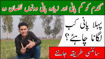 First irrigation of wheat| When to apply first water to wheat| گندم کو پہلا پانی لگانے کا درست وقت