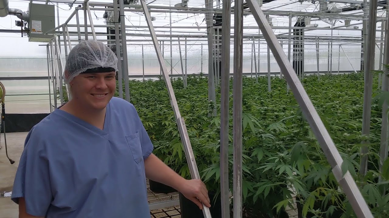 Flowering Room tour at Vertica Aquaponics. One of there many rooms.