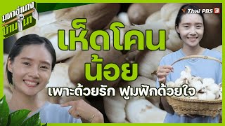 เห็ดโคนน้อย เพาะด้วยรัก ฟูมฟักด้วยใจ | มหาอำนาจบ้านนา