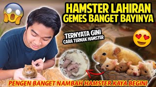PERTAMAKALI LIHAT BAYI HAMSTER GEMES BANGET TERNYATA! JADI PENGEN NAMBAH HAMSTER LAGI!