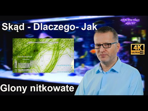 Wideo: Do jakiej klasy należą glony?