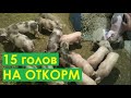 Любимая работа которая приносит хорошие деньги. Стабильный доход. Сім'я в селі