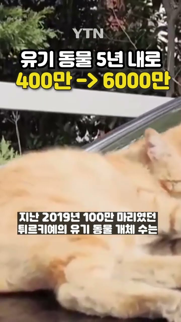 '멍냥이 천국' 튀르키예 #shorts / YTN