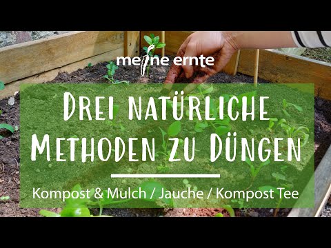 Video: Einen Moringa-Baum pflanzen – wikiHow