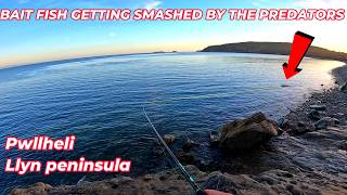 ROCK FISHING IN PWLLHELI | BAIT FISH GETTING CHASED BY THE PREDATORS | MASTERFISHERMAN @adbfishing