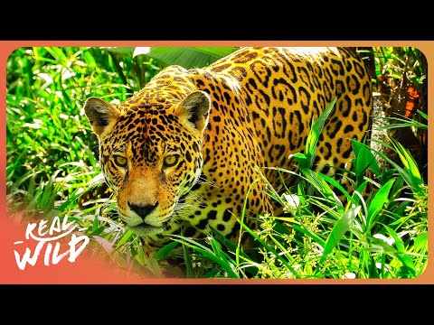 Railey Diesel: The Impact On Wildlife