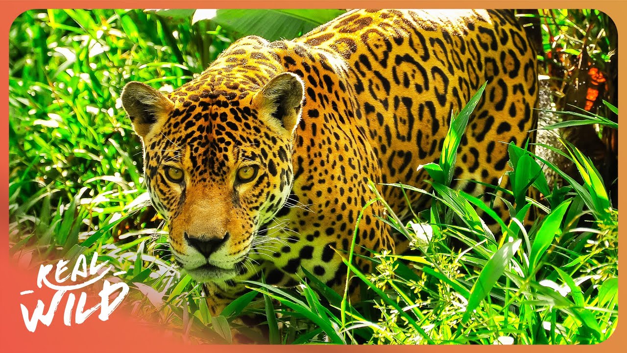 Inside The World’s Most Dangerous Animal Tracking Mission