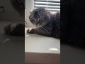 стэтхэмозвучка цитатыстэтхэма джейсонстэйтем стетхем стэтхэмюмор юмор джейсонпародия котики стэтхэмозвучка цитатыстэтхэма джейсонстэйтем стетхем стэтхэмюмор юмор джейсонпародия котики