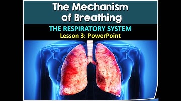 Respiratory System Lesson #3 PowerPoint (by Tangstar Science)