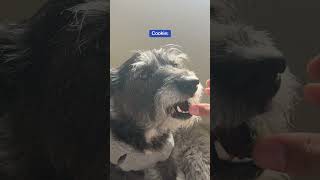 1010 Thirsty Doggo Slurping