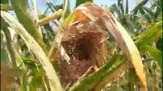 Dj Campursari Full Album Pilihan Terbaru 2021